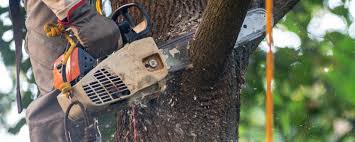 Best Hazardous Tree Removal  in El Dorado Hills, CA