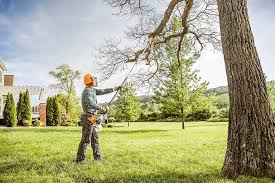 Best Lawn Disease Treatment  in El Dorado Hills, CA