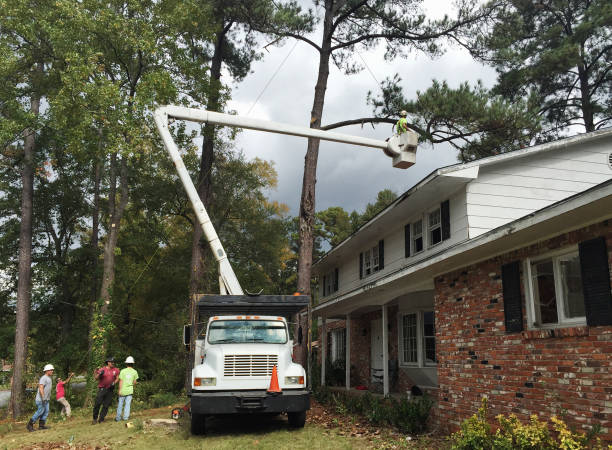 Professional Tree Care in El Dorado Hills, CA