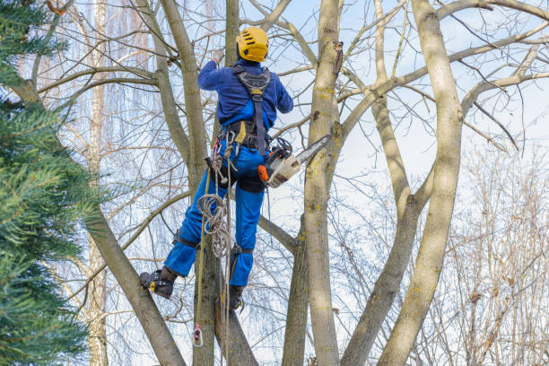 Best Tree Trimming and Pruning  in El Dorado Hills, CA