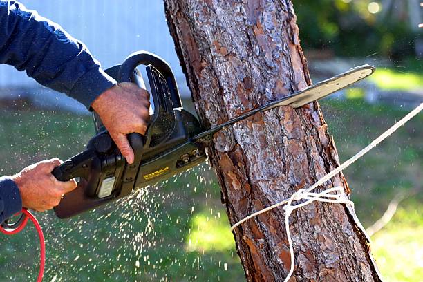 Best Commercial Tree Services  in El Dorado Hills, CA