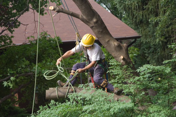 Best Tree Risk Assessment  in El Dorado Hills, CA