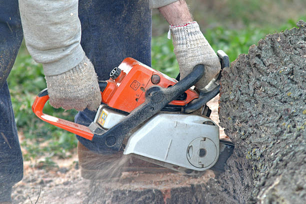 Best Seasonal Cleanup (Spring/Fall)  in El Dorado Hills, CA