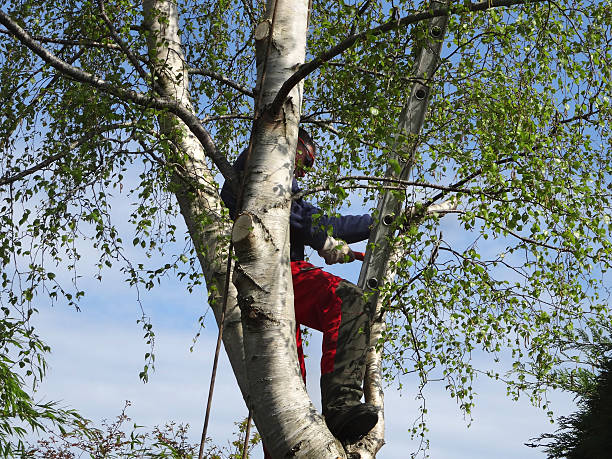 Best Root Management and Removal  in El Dorado Hills, CA