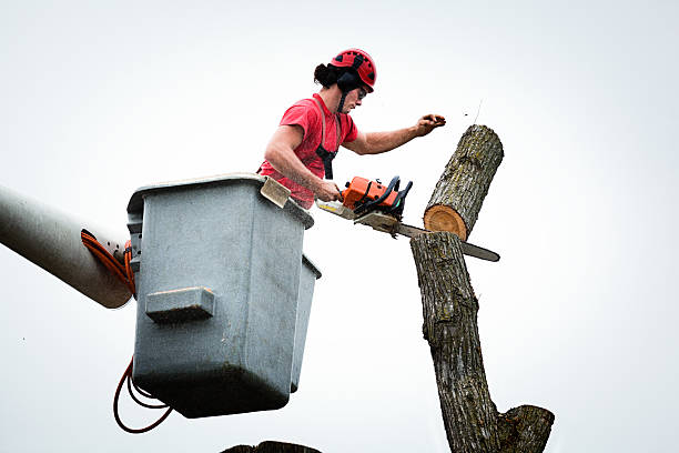 How Our Tree Care Process Works  in  El Dorado Hills, CA