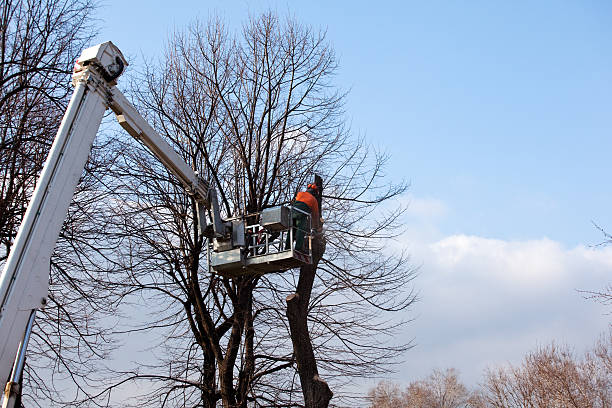 Best Tree Removal  in El Dorado Hills, CA