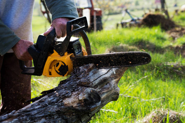 Best Hedge Trimming  in El Dorado Hills, CA