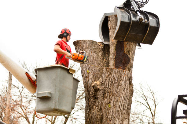 Best Fruit Tree Pruning  in El Dorado Hills, CA